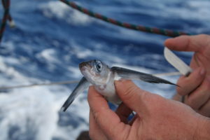 Fliegende Fische